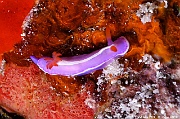 Verconia purpurea Chromodoris pourpre nudi Maldives Hoholha Thila-14m-20240424-da-DSC_6515_tn